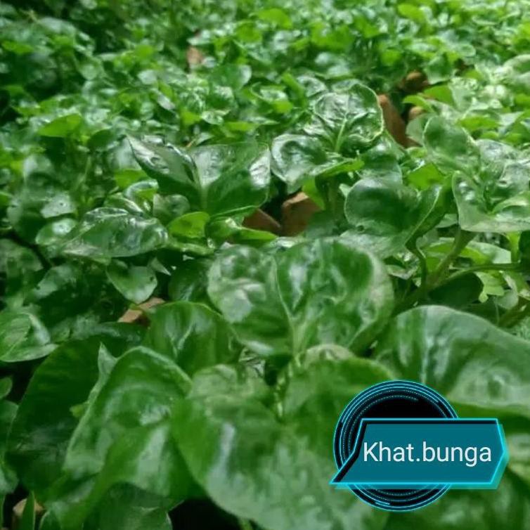 CuciGudang Bibit bayam brazil organik(sayur import) TERMURAHH