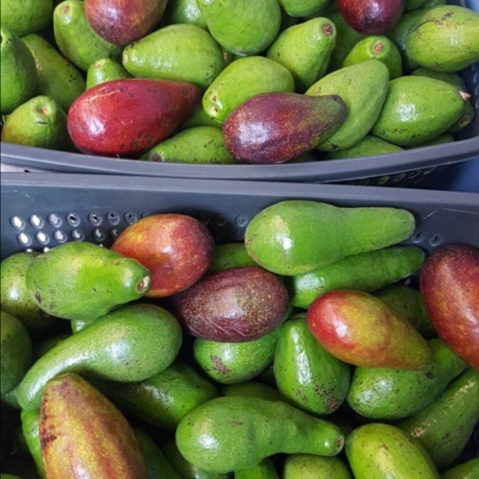 

✨NEW✨ -Alpukat Mentega | Alpukat Avocado | Buah Alpukat Mentega Alpucado- 2.2.23