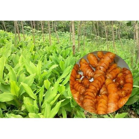 

DAUN KUNIR SEGAR (HERBAL DAUN KUNIR MUDA)