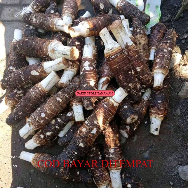 

Termurah TALAS BOGOR 1 KG TALAS KIMPUL HIJAU TALAS PULEN REDY STOK LANGSUNG KIRIM