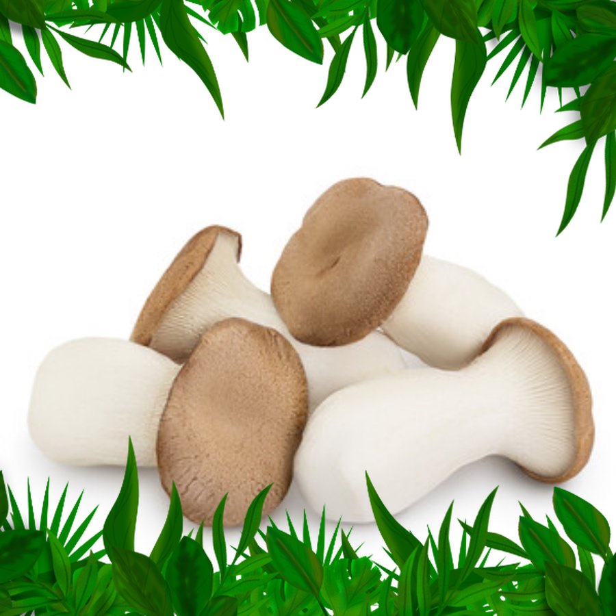 

Sayur Fresh Nuatara - Jamur Oyster Besar/ King Oyster Mushroom