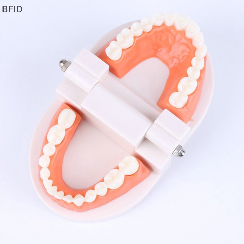 [BFID] Standard Teeth Model Standar Dewasa Typodont Demonstrasi Model Gigi Palsu Kompatibel Anak-Anak Teachig Clean Display [ID]