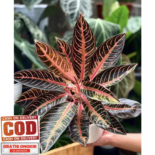 Aglonema Red Sumatra anakan - Promo Special Sale (COD)