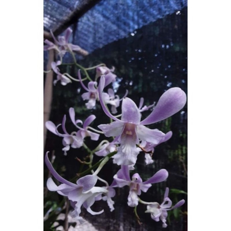 NEW PRODAK tanaman hias anggrek dendrobium  capung bali sudah dewasa 100%