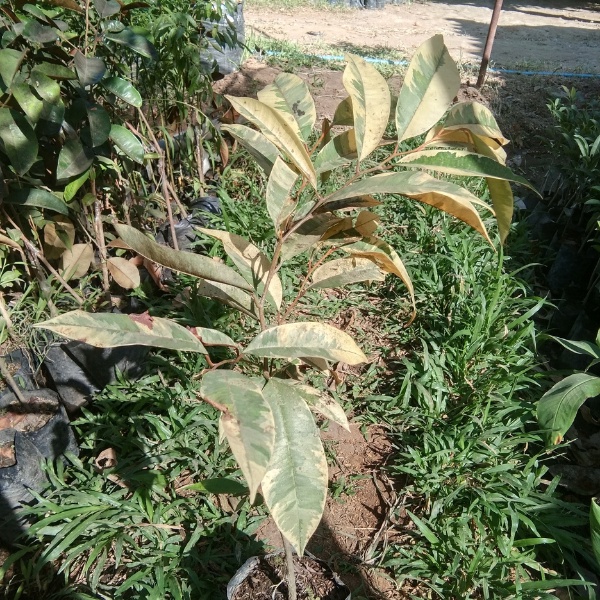 Bibit Genitu Varigata hasil Okulasi Sambung cepat berbuah bibit kenitu Varigata