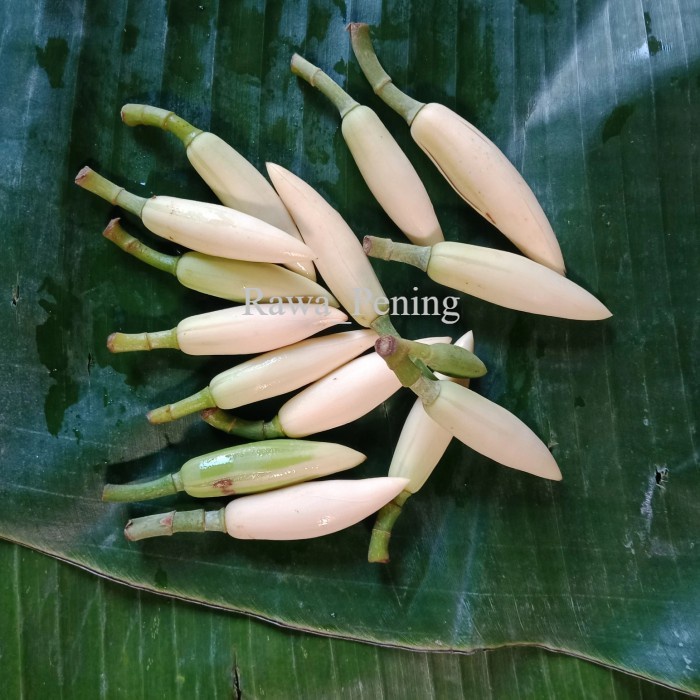 Bunga Kembang Kantil Segar antik