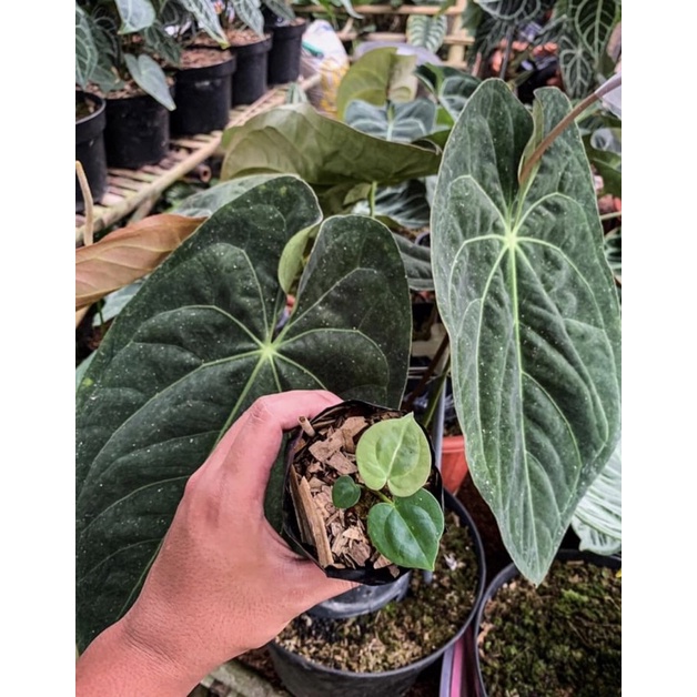 AT Anthurium hoffmani X ace of spades anakan