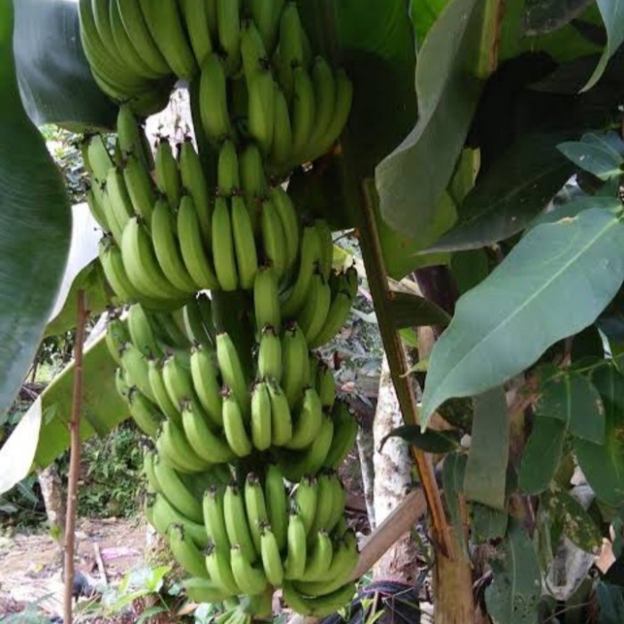 Bibit pohon pisang Morosebo