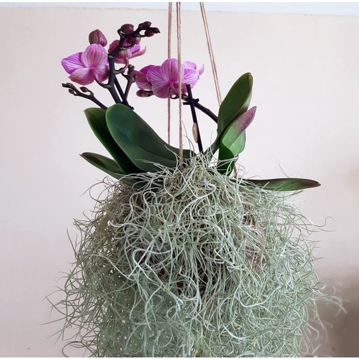Mossball - Spanish Moss Jenggot Musa Bisa Media Tempel Bunga Anggrek