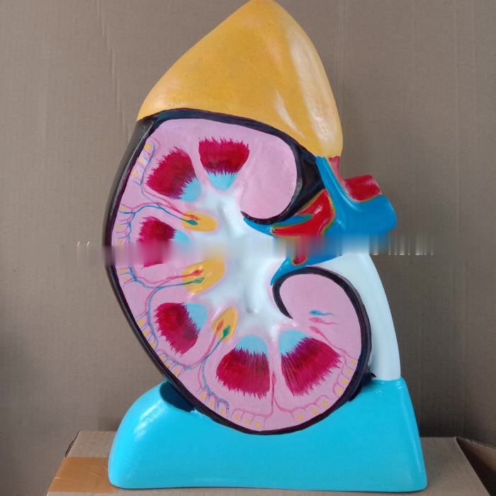 Ginjal | Torso Ginjal | Ginjal Manusia | Model Anatomi Ginjal