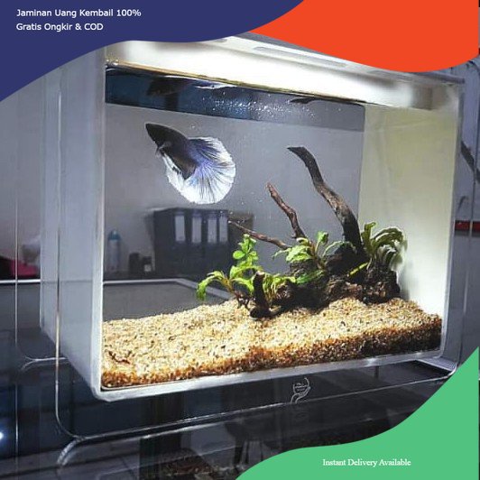 Studio foto cupang, box studio cupang, tempat foto cupang, box foto ikan cupang, cupang photobox