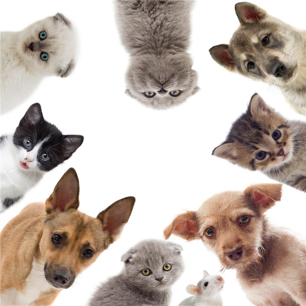 Huit Kreatif 3D Toilet Stiker Kamar Mandi Hias Decals Kucing Anjing