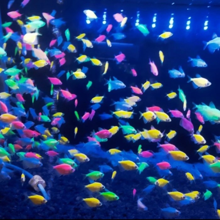 glow fish tetra / paket mix isi 5 &amp; 10 ikan hias aquarium aquascape tetra