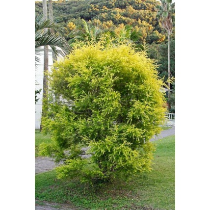 Moleka / Cemara Pucuk Kuning (Malelueca Bracteata Revolution Gold) - berakar - Bakul kembang