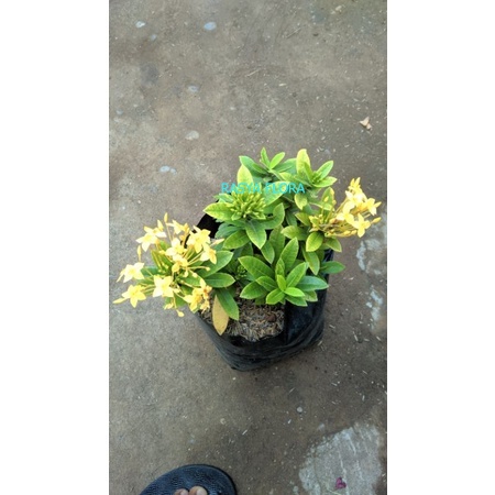 bunga soka kuning berbunga