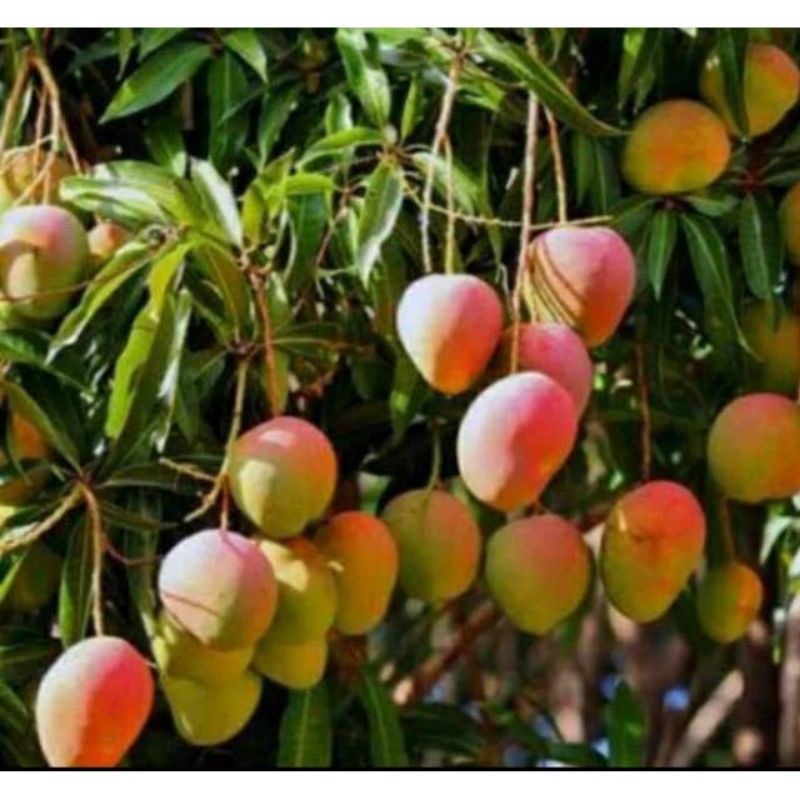 Bibit Tanaman Buah Mangga Gedong Gincu Super Cepat Buah Hasil Okulasi Setek Cangkok