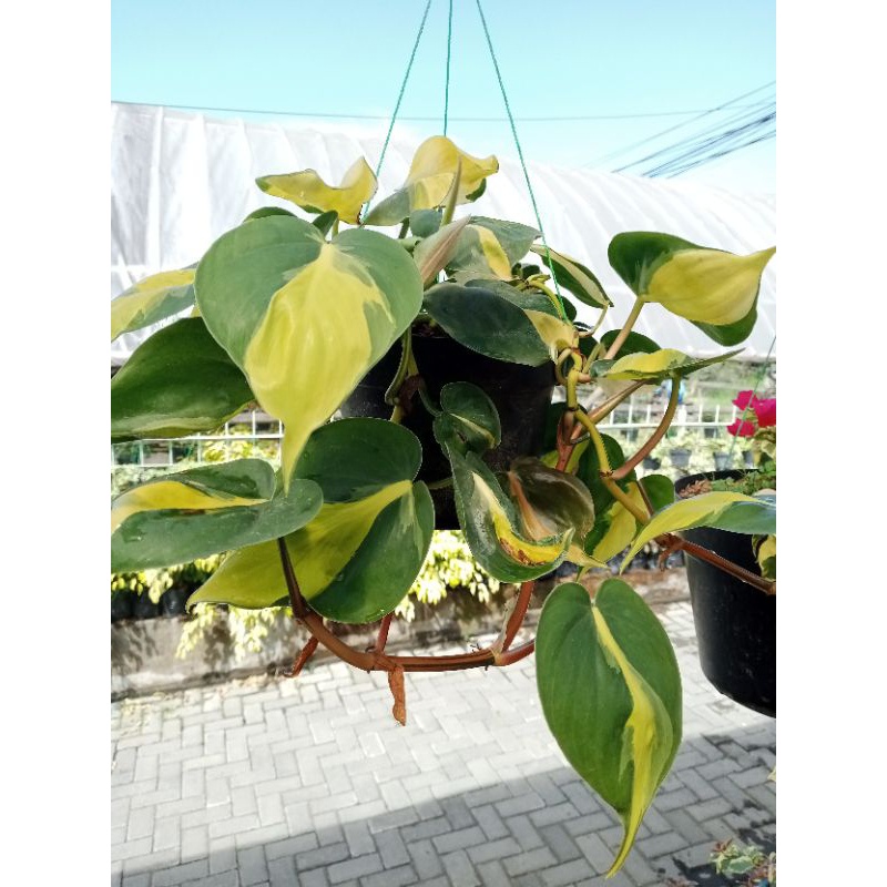 Sirih Gading Philo Brazil Jumbo