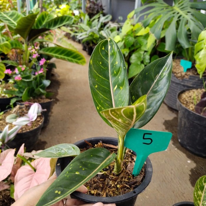 tanaman hias donacarmen, aglonema murah bagus, tanaman sehat