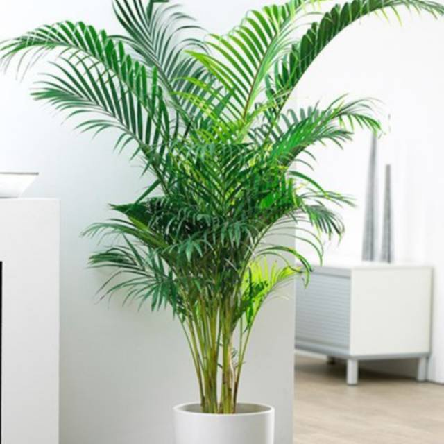 Tanaman hias indoor palem kuning 1 meter/pohon palem kuning sudah besar dan rimbun