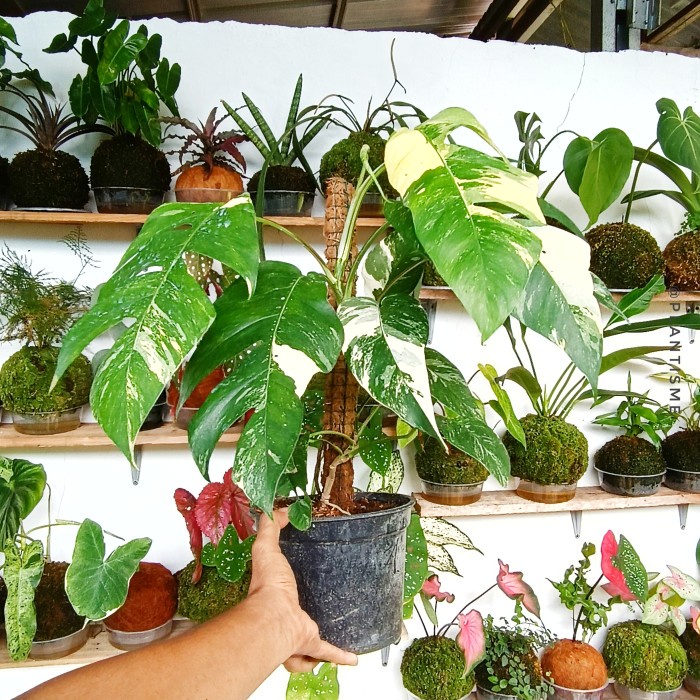 Monstera Albo Epipremnum Pinnatum Varigated | Tanaman Hias Indoor