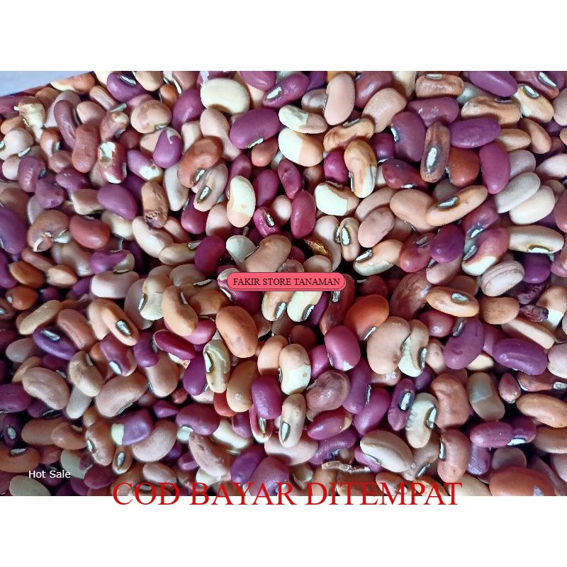 

TERBAIK TERBAIK KACANG SAYUR LODEH TANAMAN BIJI KACANG PANJANG REDY LANGSUNG KIRIM