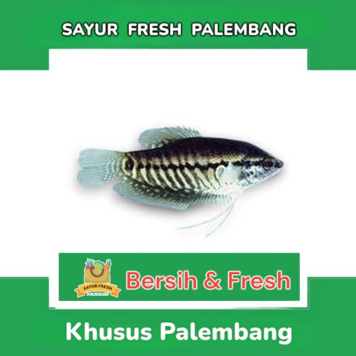 

Ikan Sepat - Sayur Fresh Pasar Perum