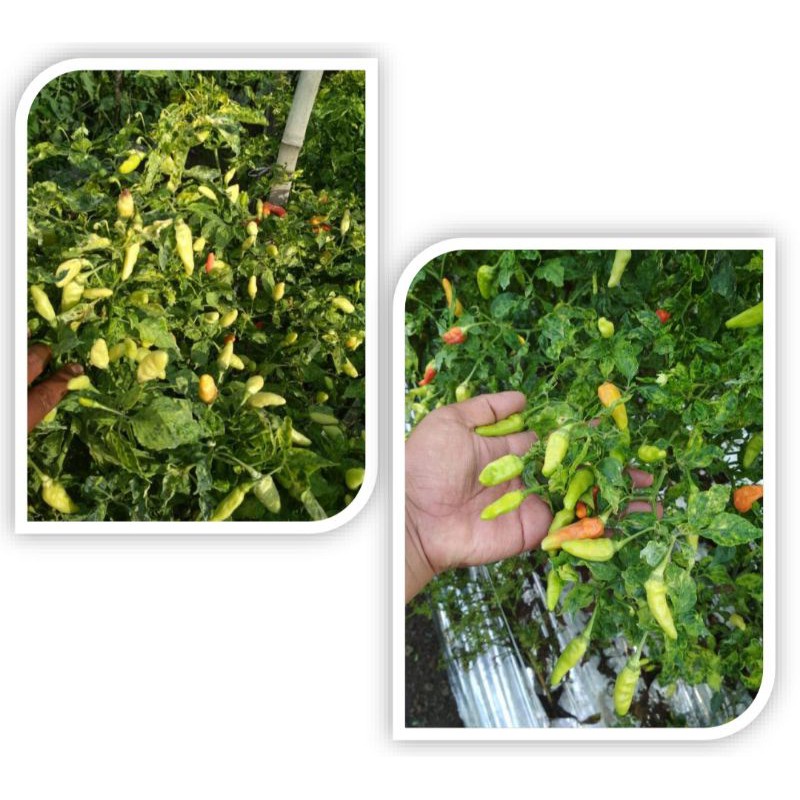 isi 20 Biji Benih Cabe Rawit Lokal Mahkota Seed Bohay - -REPACK F1