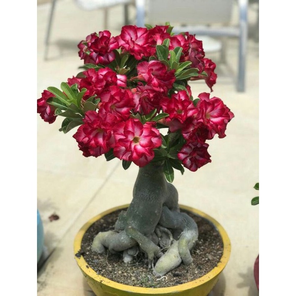 PROMO Bibit bonsay kamboja jepang adenium cabang seribu-adenium bunga tumpuk-adenium bonggol super b