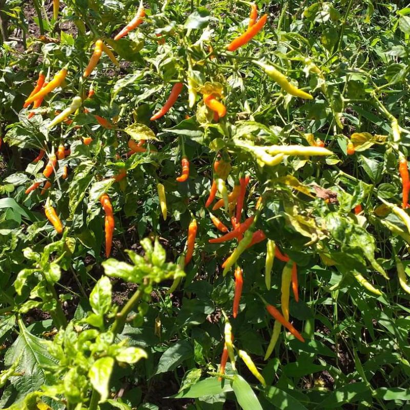 15 Biji - Benih Cabe rawit LOKAL MINAHASA, rica lokal minahasa -seedstore