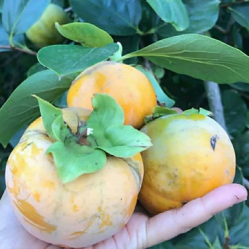 Bibit Kesemek Jumbo (Fuyugaki Persimmons) Siap Berbuah okulasi unggul cepat berbuah-gISHEN Bibit