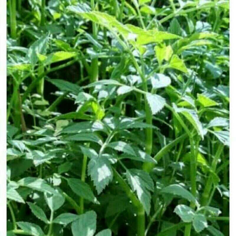 Tanaman Tespong sayur lalap