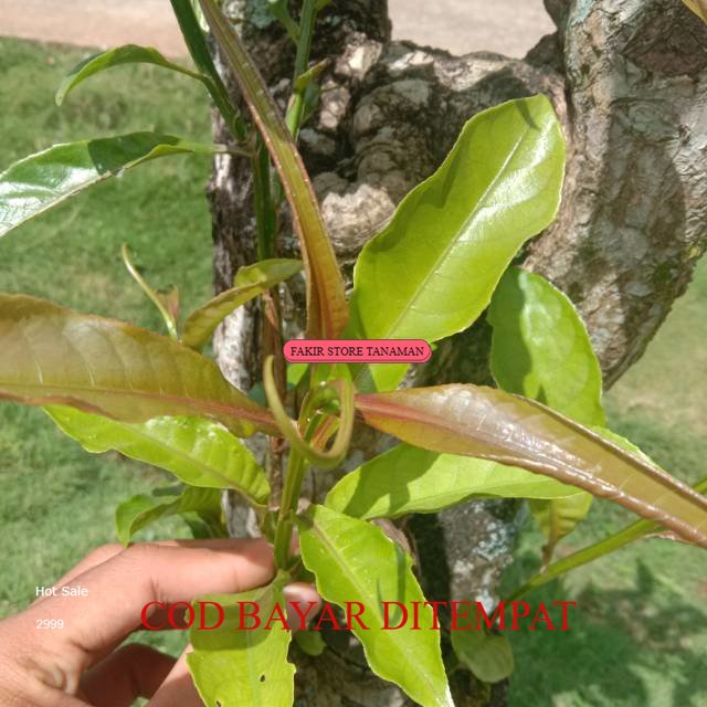 

TERMURAH Daun Putat segar REDY LANGSUNG KIRIM