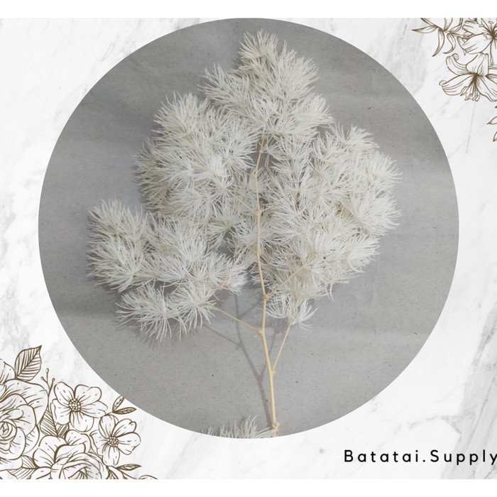 Asparagus bintang preserved / hiasan mahar - Putih