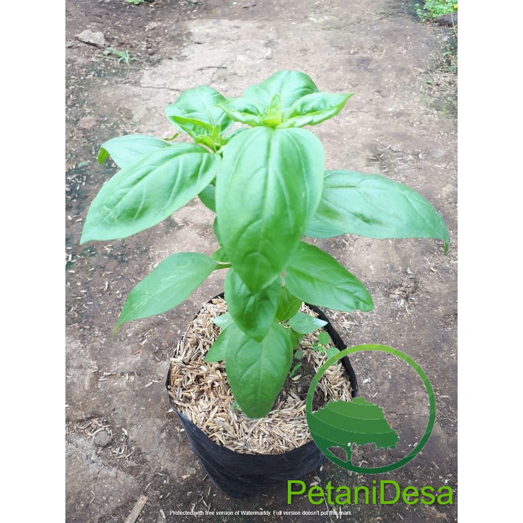 Bibit Tanaman Herbal Basil - Ocimum Basilicum -  Sweet Basil - Bakul kembang