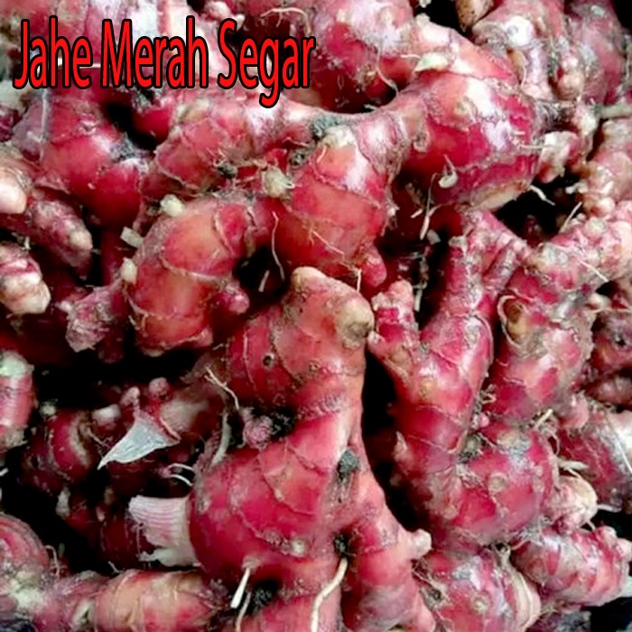 

(COD) Jahe merah segar asli murah (BERSIH) Terjangkau