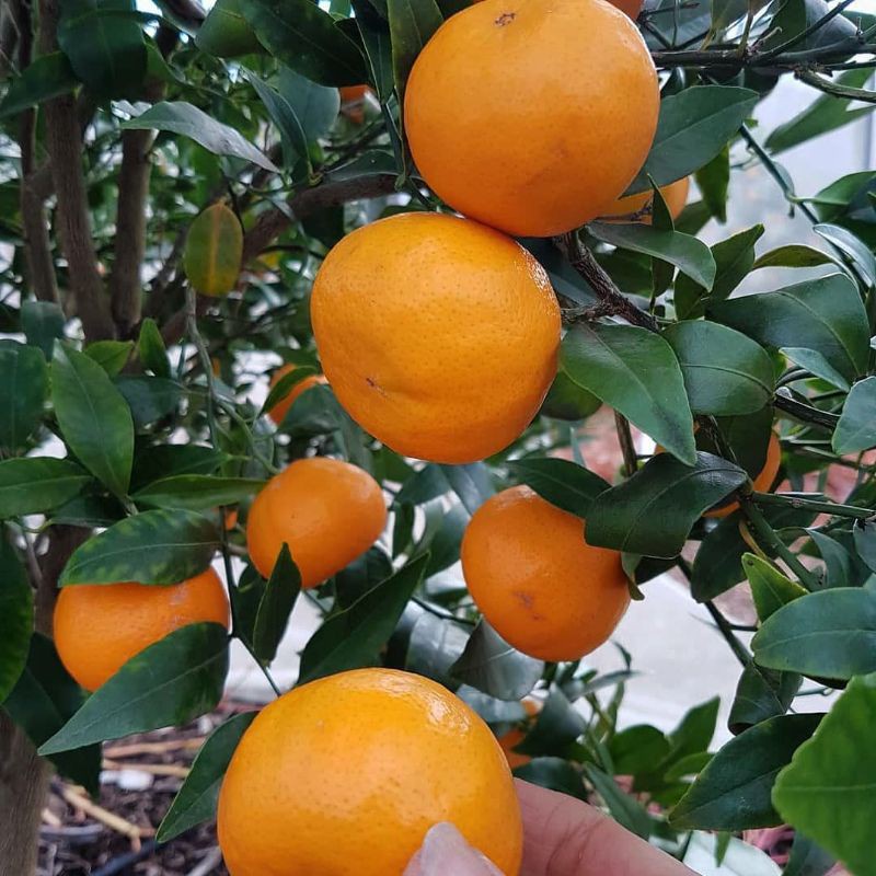 Bibit jeruk sankis super unggul genjah okulasi unggul - sanjaya bibit super