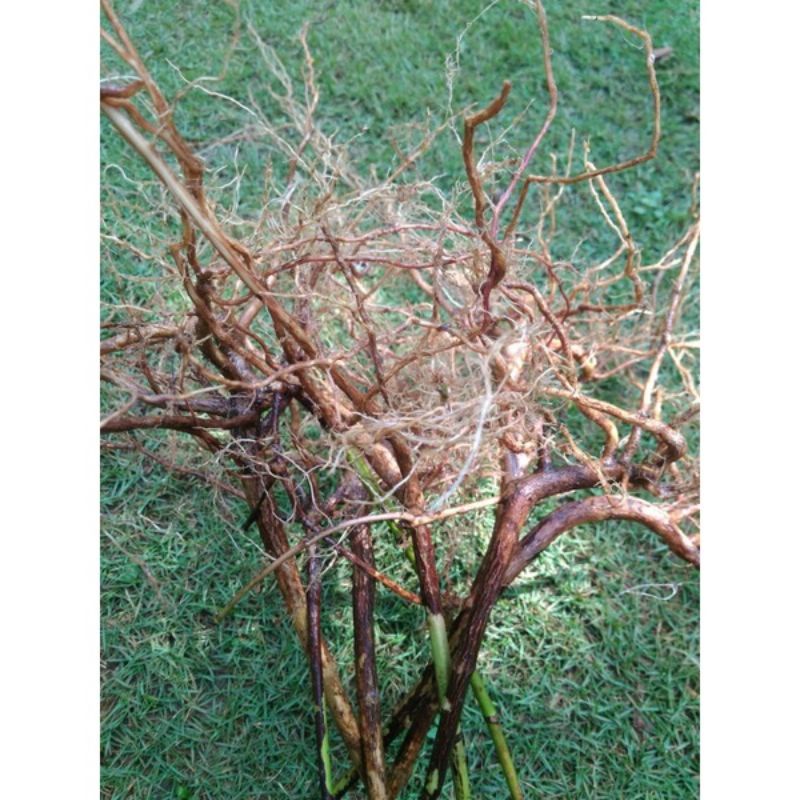 Akar Senggani Aquascape Akar Harendong