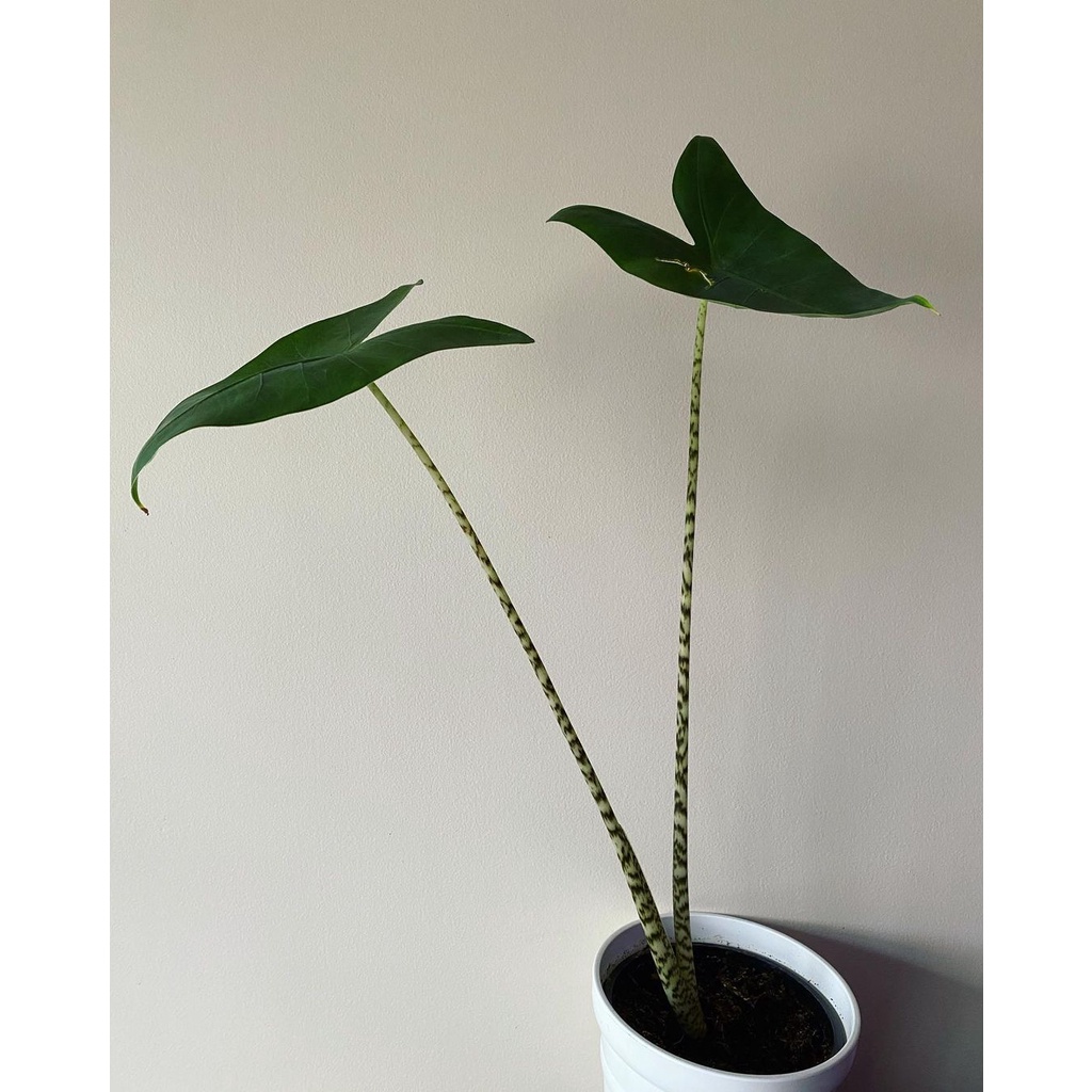 Tanaman bunga Alocasia Zebrina batang belang / Alovasia zebri jebrina / keladi batang zebra