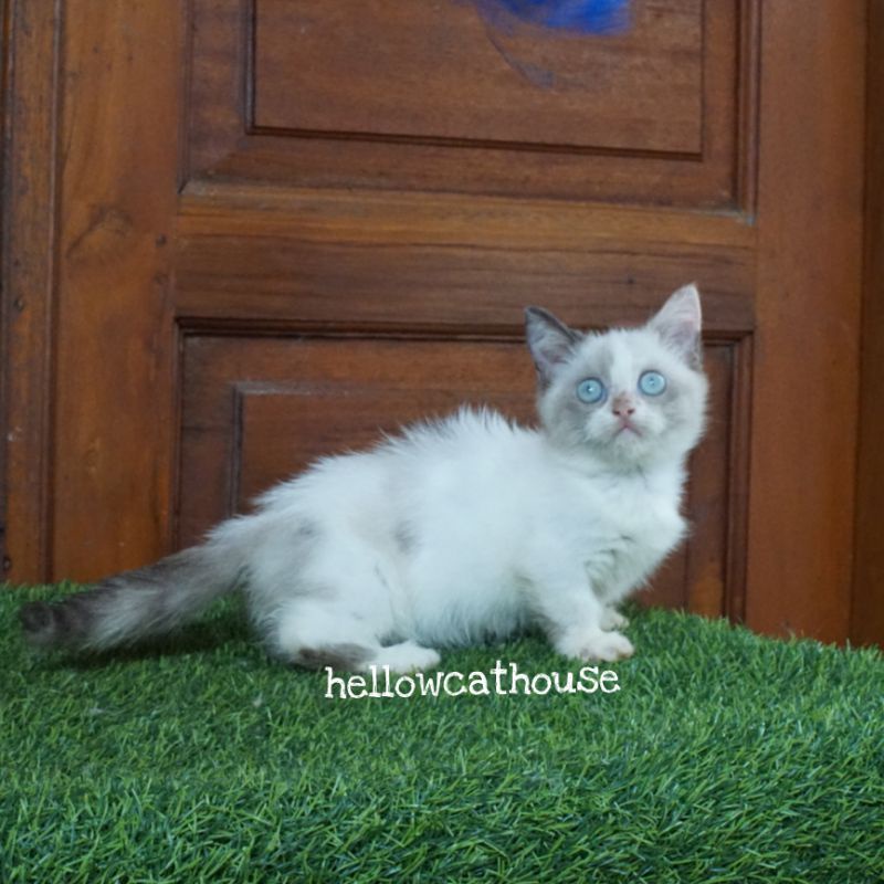 kucing kitten munchkin shorthair motif bicolor mata biru betina