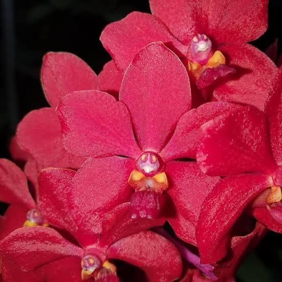 Anggrek Vanda Merah Dewasa Ascda Crown Fox Red Gems