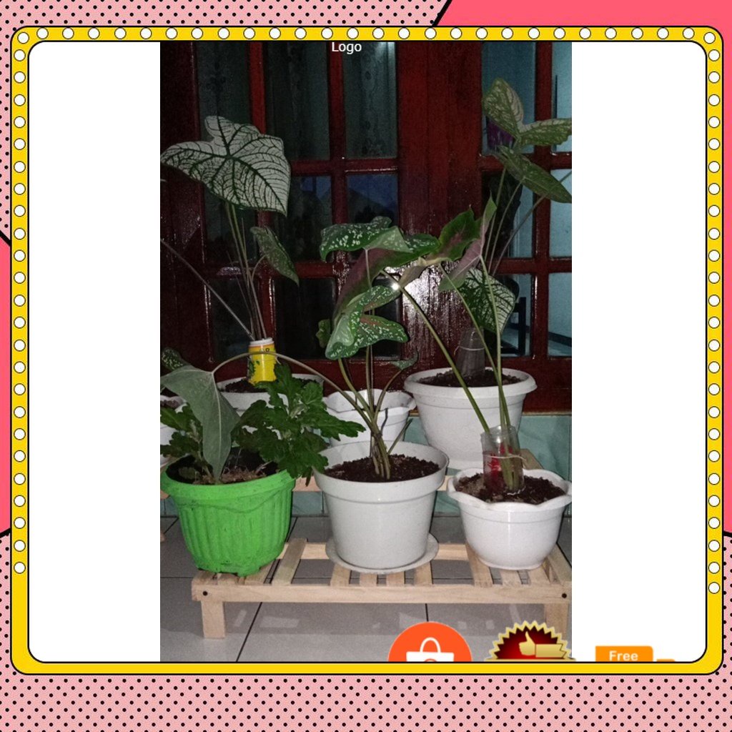 Standing pot bunga kayu jati belanda / STANDING POT / rak tanaman