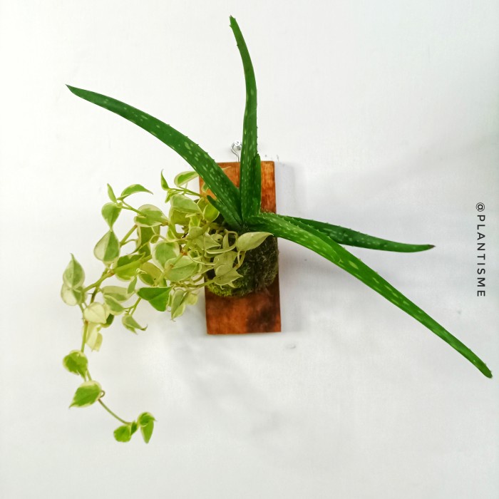 Wall of fame - Peperomia x Aloe Vera