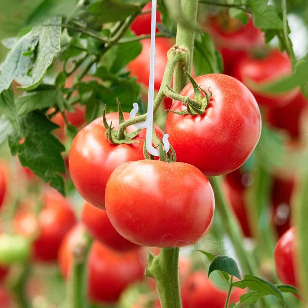 [Harga Grosir] Klip Penyangga Sayuran Tanaman Praktis Pengait J Fixing Sayuran Plastik Mencegah Cubit Buah Kait Jatuh Untuk Strawberry Tomat Anggur Rumah Kaca Taman