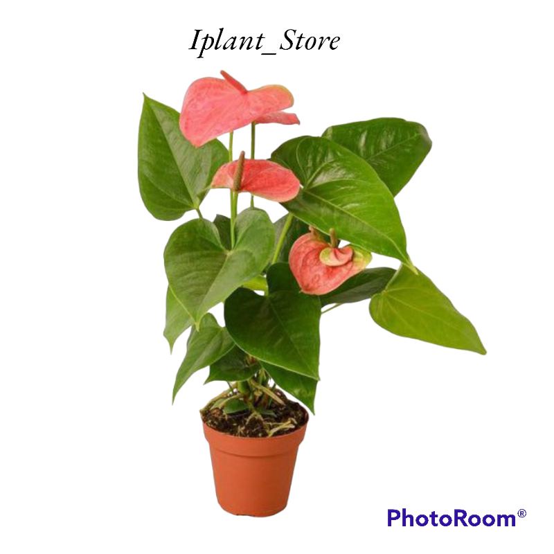 Tanaman hidup anthurium pink hearts-tanaman hias hidup-bunga hidup-hiasan rumah-bunga-kembang anthur