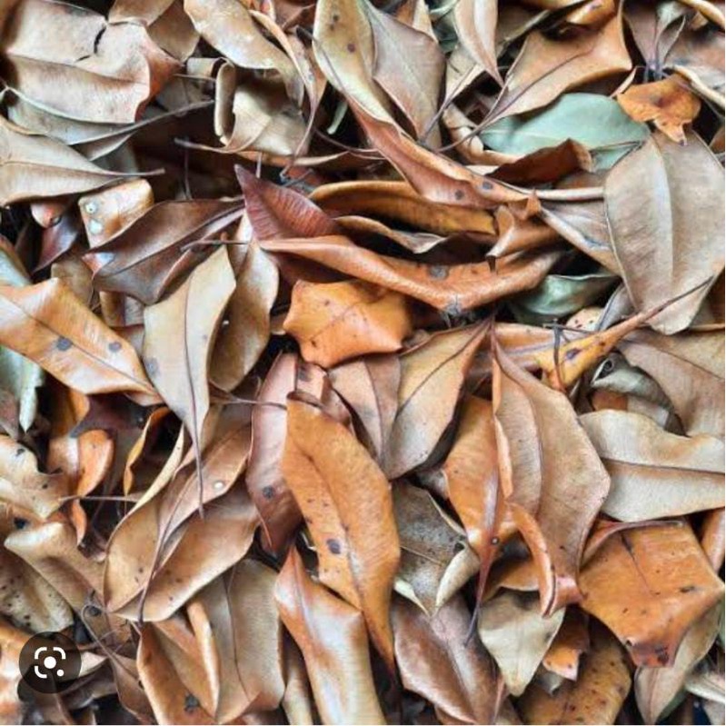 

Daun Cengkeh Kering 1 Kg Organik Obat Herbal Asli Murah