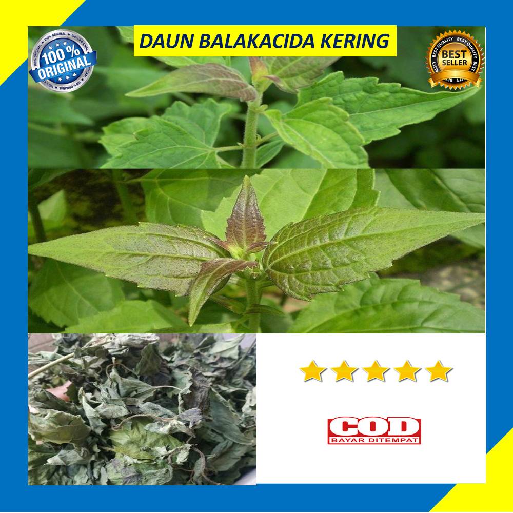 

Daun Balakacida 100 Gram Kering Enye Enye Fresh Blakacida Herbal