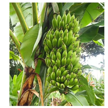 BIBIT PISANG ULI UNGGUL BONGGOL KWALITAS TERBAIK Bibit unggul Bonggol Pisang Uli/tunas pisang Uli/po