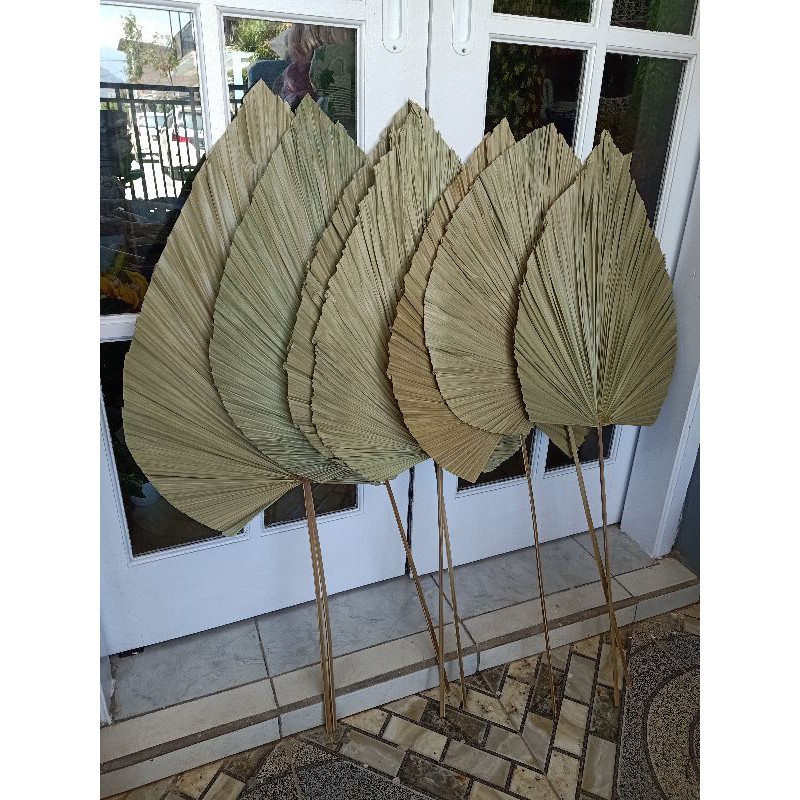 Palem kering / Palem dekorasi