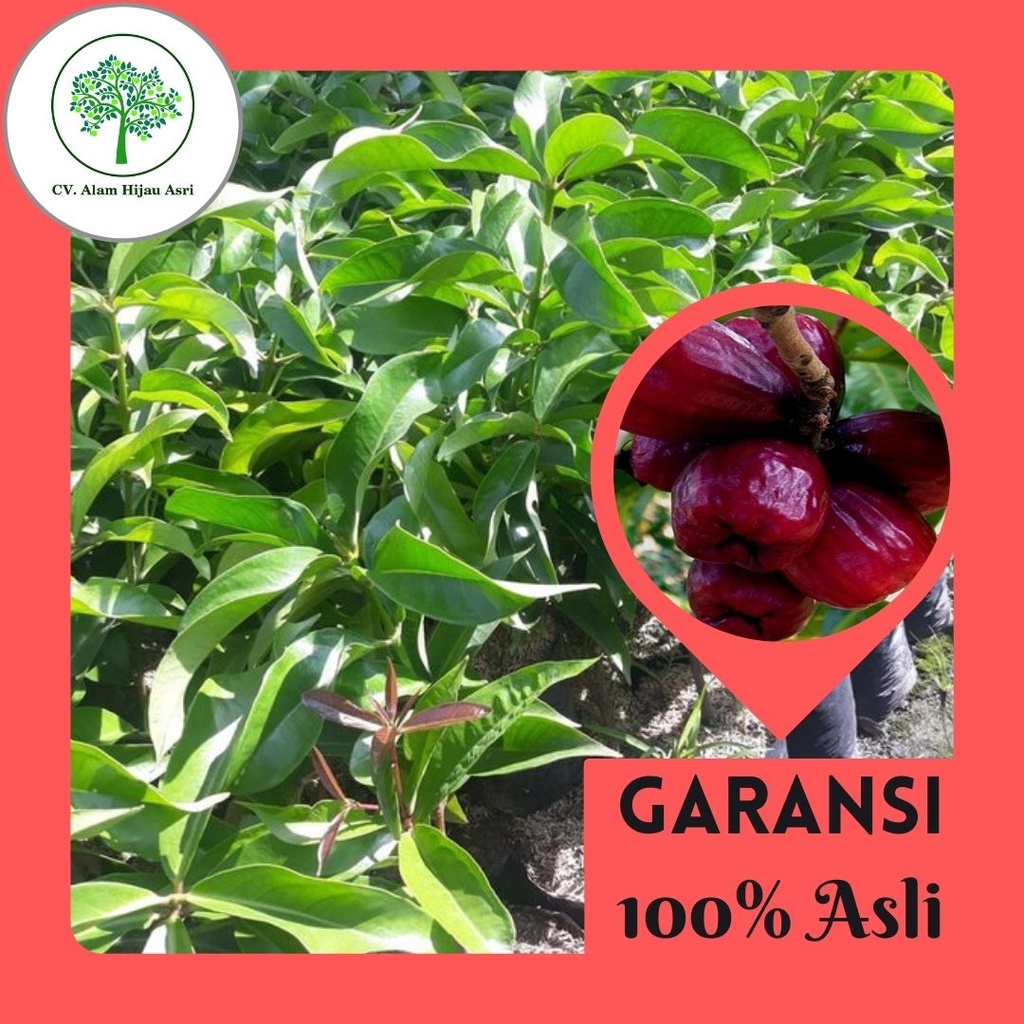 Bibit Jambu Jamaika Jumbo Jambu Bol Asli Tanaman Buah Hasil Okulasi Super Genjah Unggul Bisa Tabulam