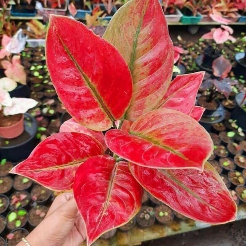 ( ORIGINAL ) promo anakan aglonema ayunindi bibit anakan